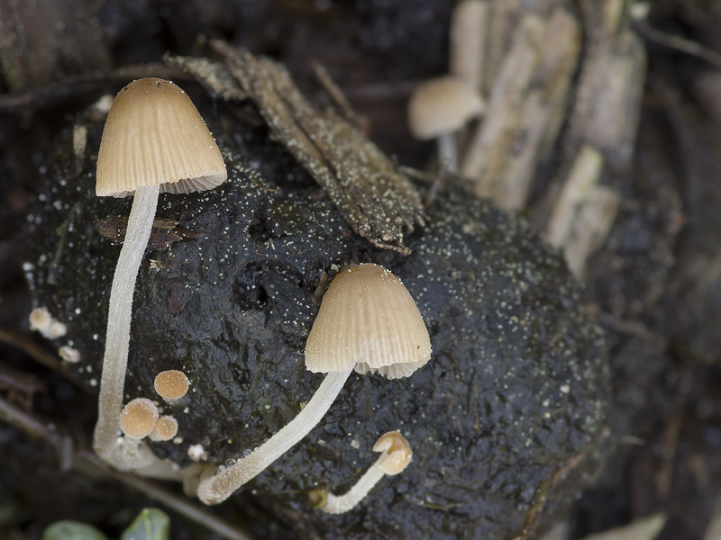 Psathyrella tenuicula